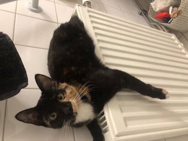 Katt - Moja