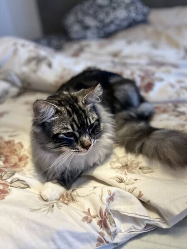 Katt - Norsk skogskatt/maine coon