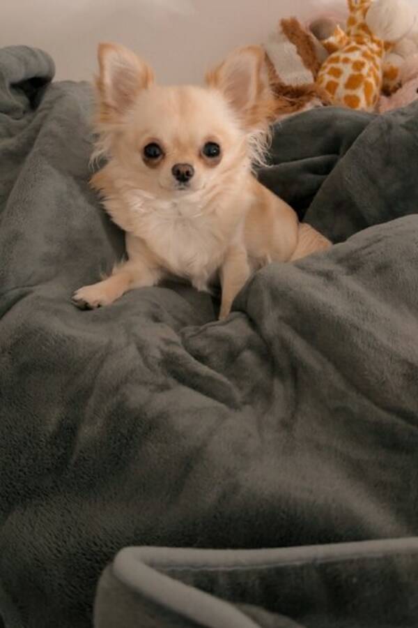 Hund - Chihuhua Lucy 