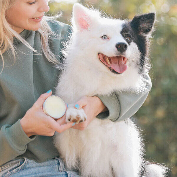 Hund - Blue border collie / Aussie mix 