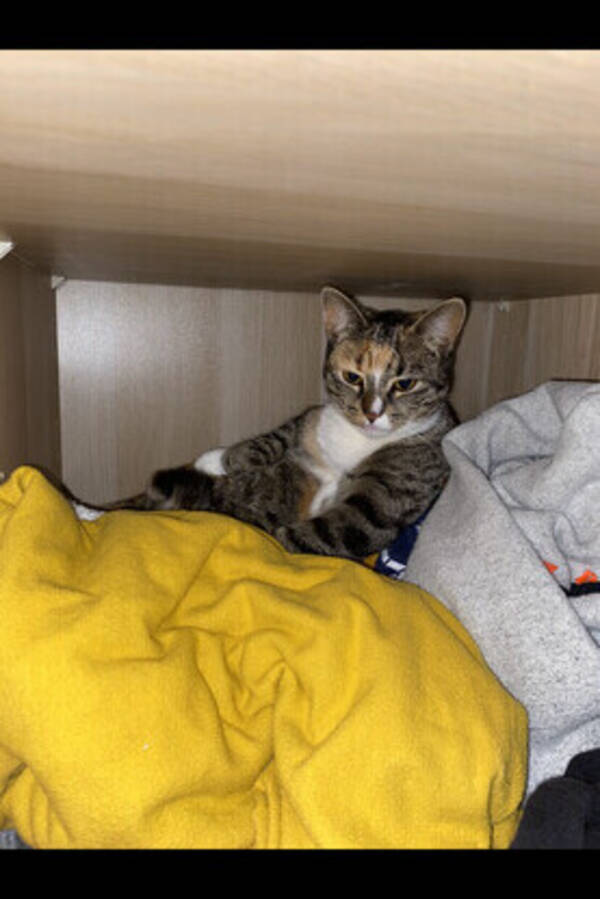 Katt - katt som er mange farger Katt - katt som er mange farger