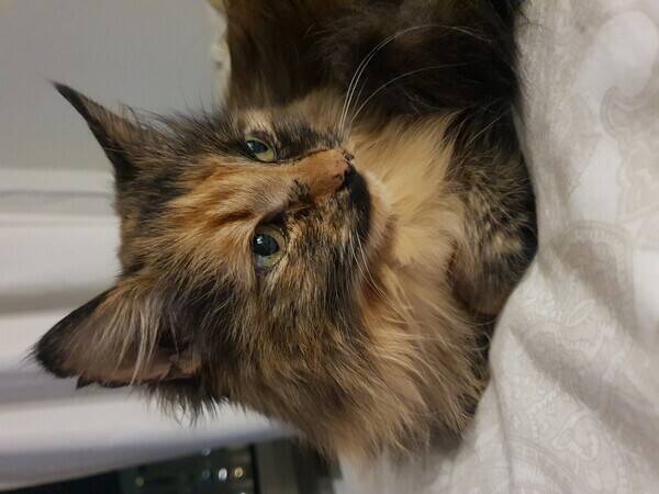 Katt - Lilla Chelly