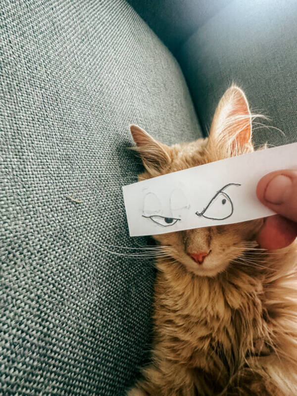 Katt - Katten Lars Tore