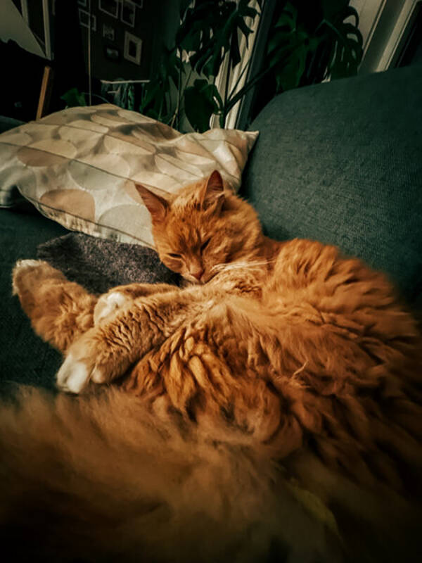 Katt - Katten Lars Tore