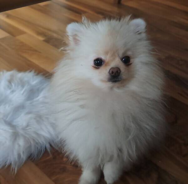 Hund - Dotten. Hund - Dotten.