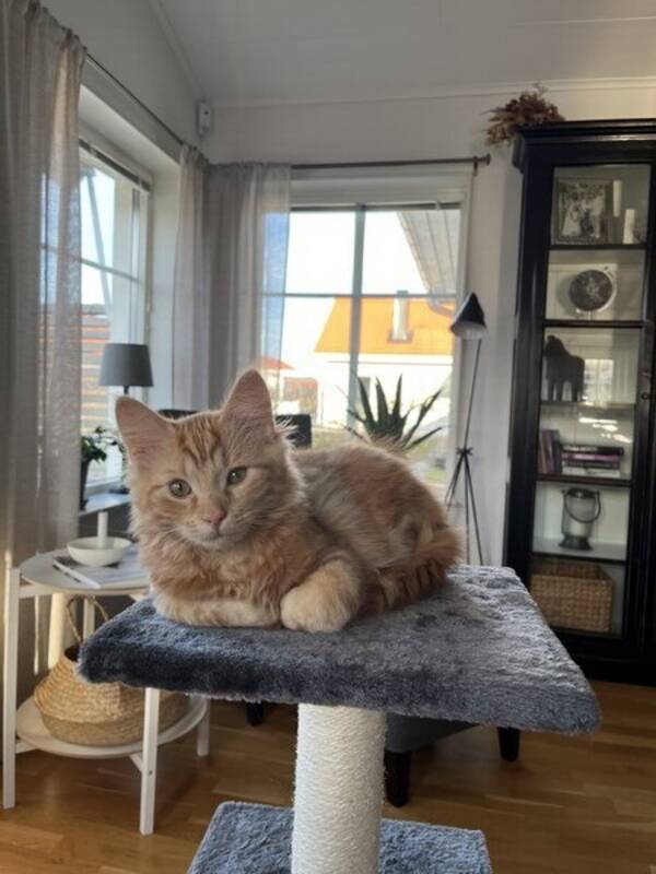 Katt - Katten Elvis
