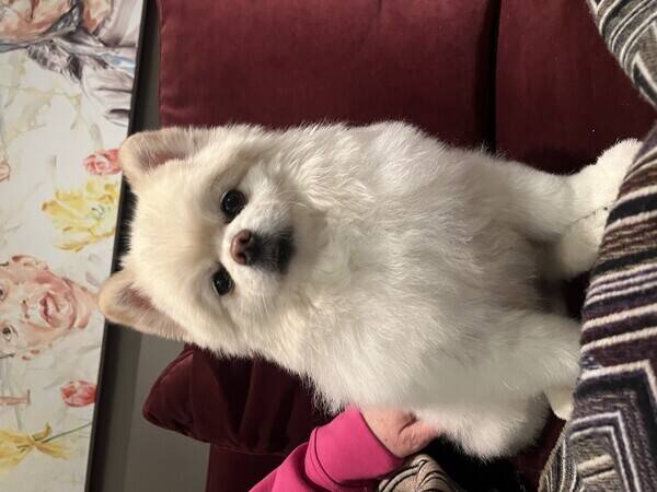 Hund - Pomeranien Drake