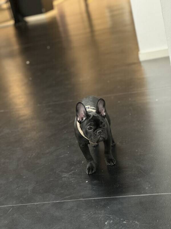 Hund - Svart fransk bulldog