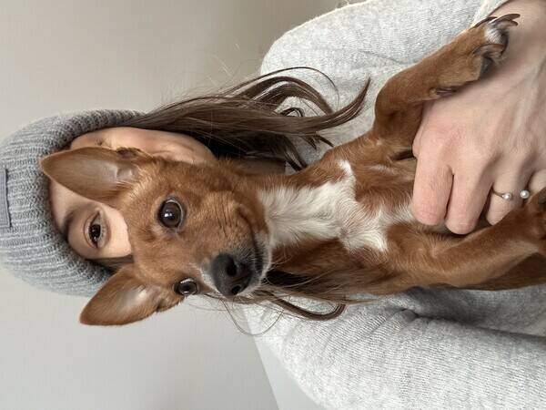 Hund - Podengo