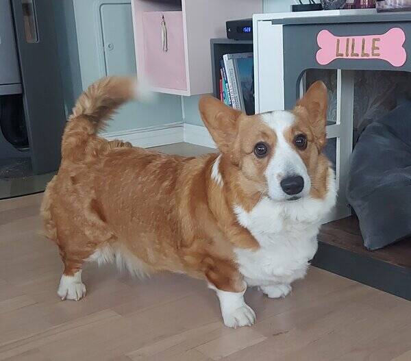 Hund - Corgi Lille 