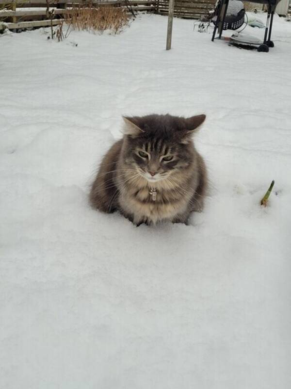 Katt - Sibiriska katten kairo