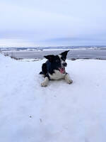 Border Collie Elli Border Collie Elli