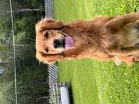 Jakt golden retriever Ludvig 