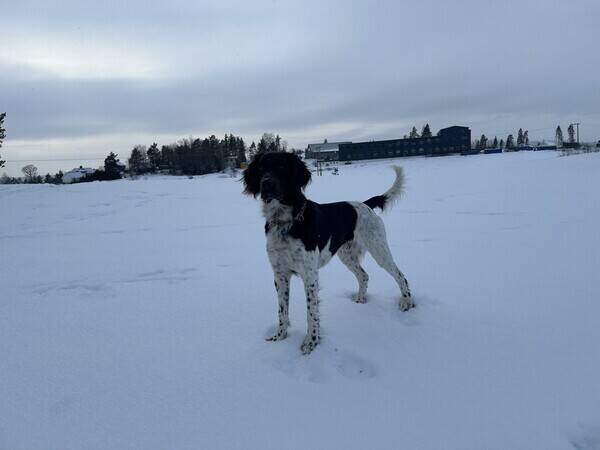 Hund - Kleiner Munsterlander 