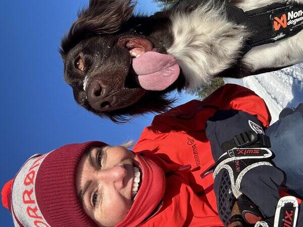 Hund - Kleiner Munsterlander 