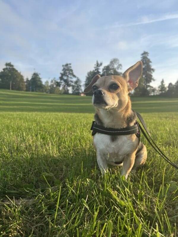 Hund - Chihuahua/Beagle mix. Biru 