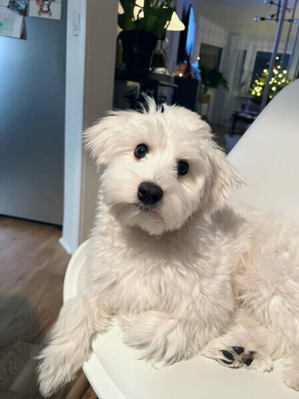 Hund - Pixel  Hund - Pixel