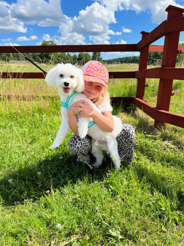 Hund - Pixel  Hund - Pixel
