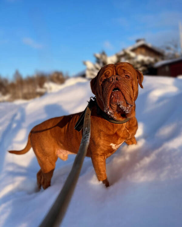 Hund - Musse 