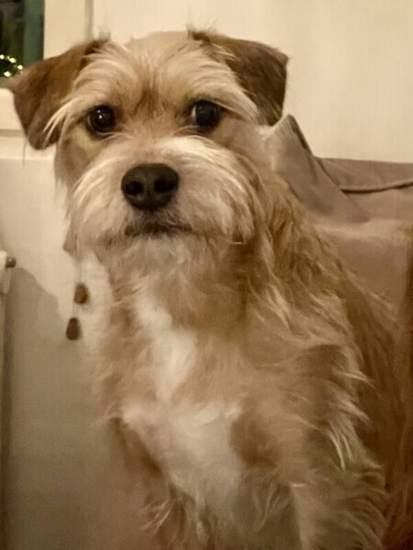 Hund - Blandras 12 kg strvhrig pls.