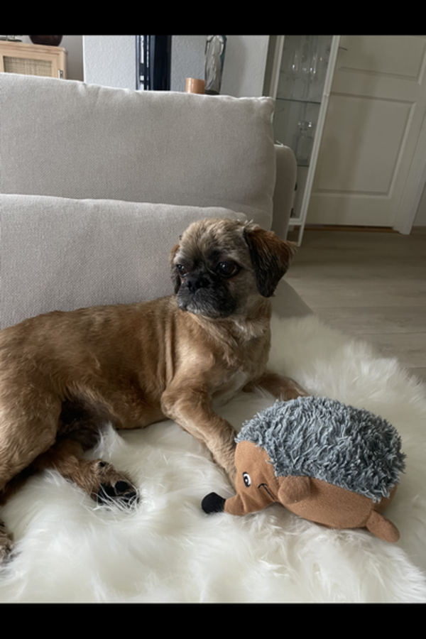 Hund - Shih Tzu, Cody