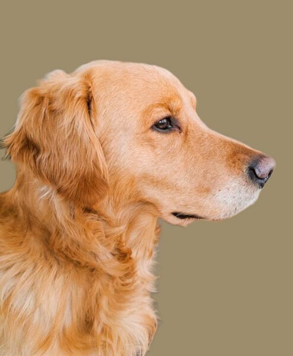 Hund - Golden Retriever 