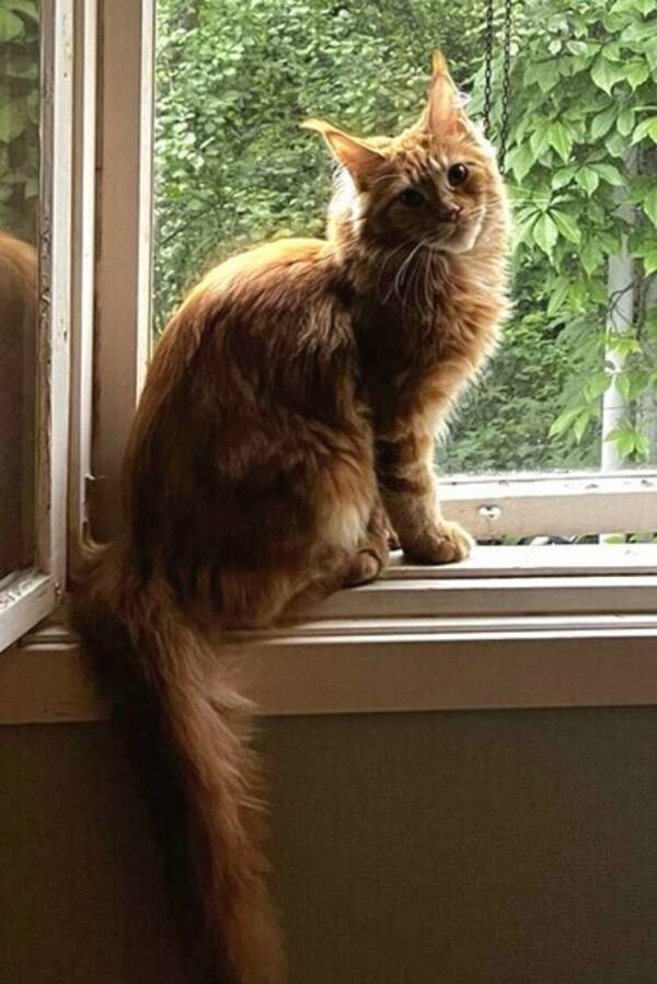 Katt - Snorre, Maine coon