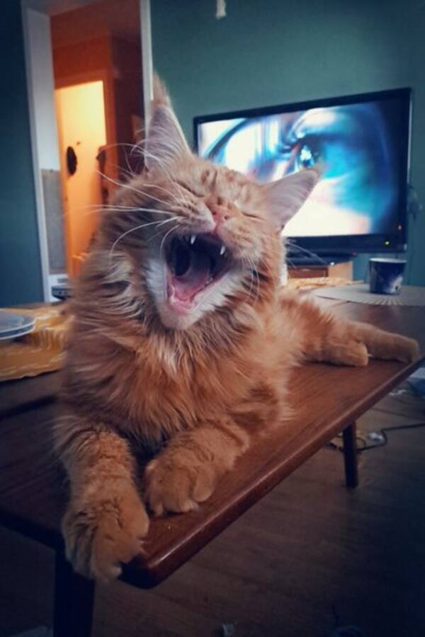 Katt - Snorre, Maine coon