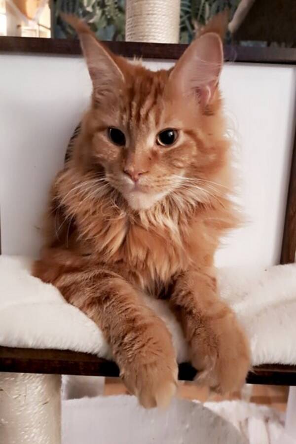 Katt - Snorre, Maine coon