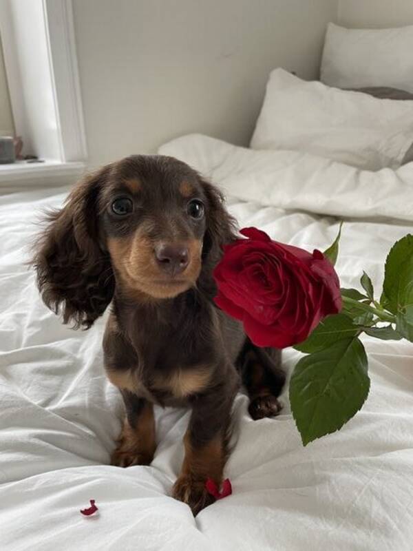 Hund - Leia, taxvalp Hund - Leia, taxvalp