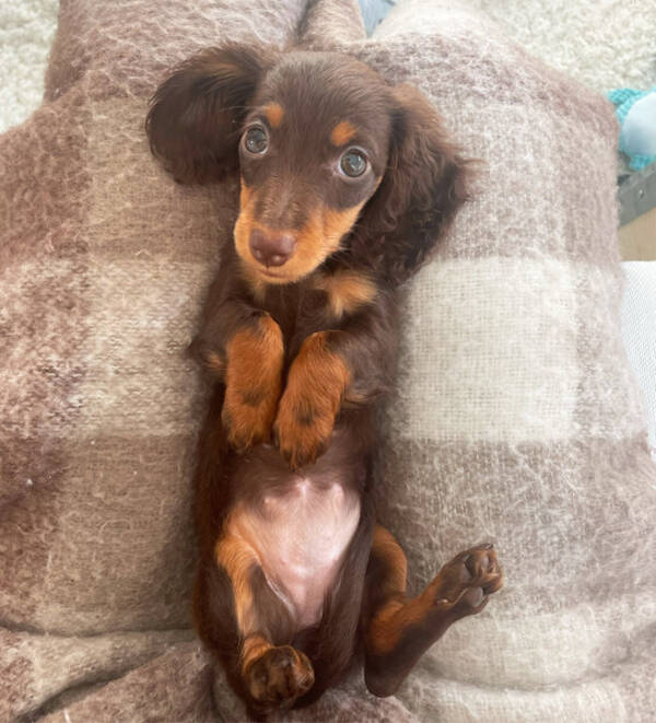 Hund - Leia, taxvalp Hund - Leia, taxvalp