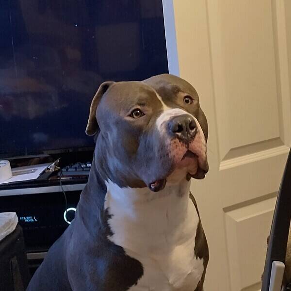 Hund - Bl Amerikansk Bulldog (Fasa)