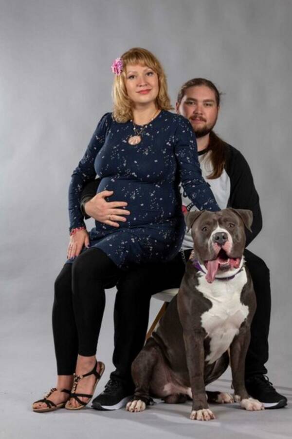 Hund - Bl Amerikansk Bulldog (Fasa)