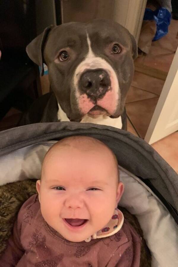 Hund - Bl Amerikansk Bulldog (Fasa)