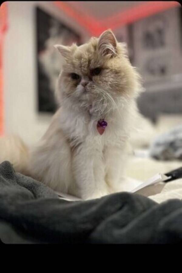 Katt - Perser