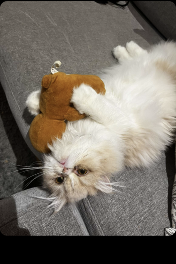 Katt - Perser