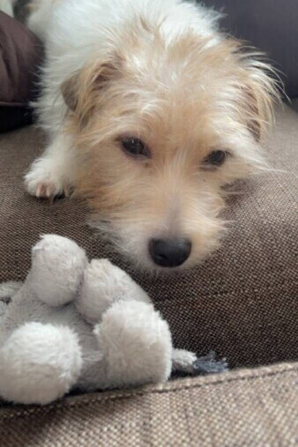 Hund - Jack ruzzel