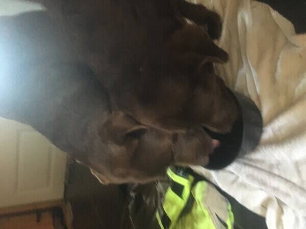 Hund - Labrador