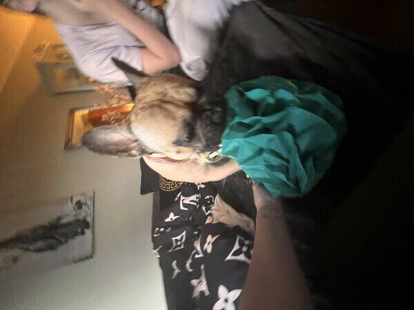 Hund - Fransk bulldog 