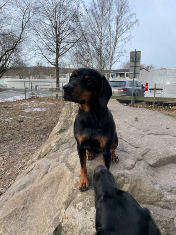 Hund - Bella