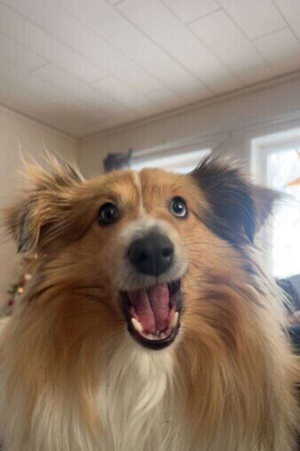 Hund - Sheltien Wilma.