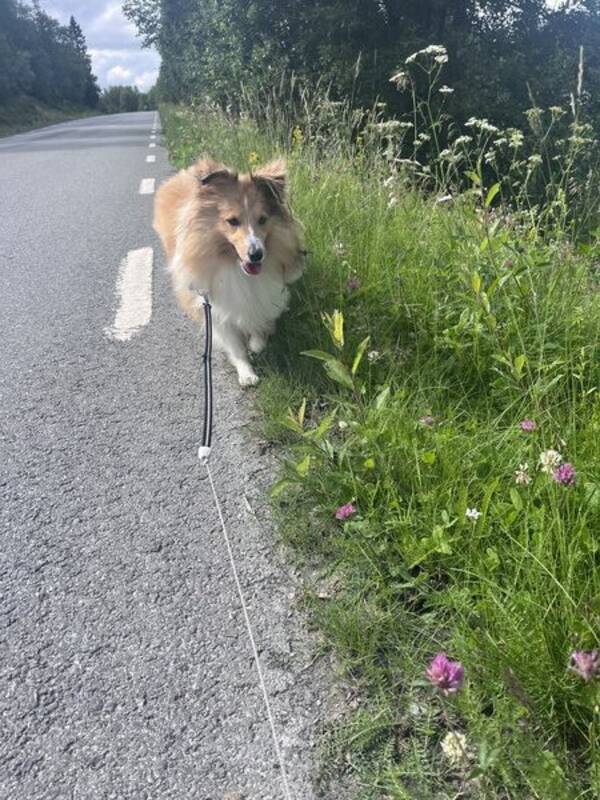 Hund - Sheltien Wilma.