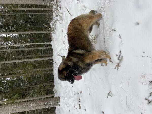 Hund - Max