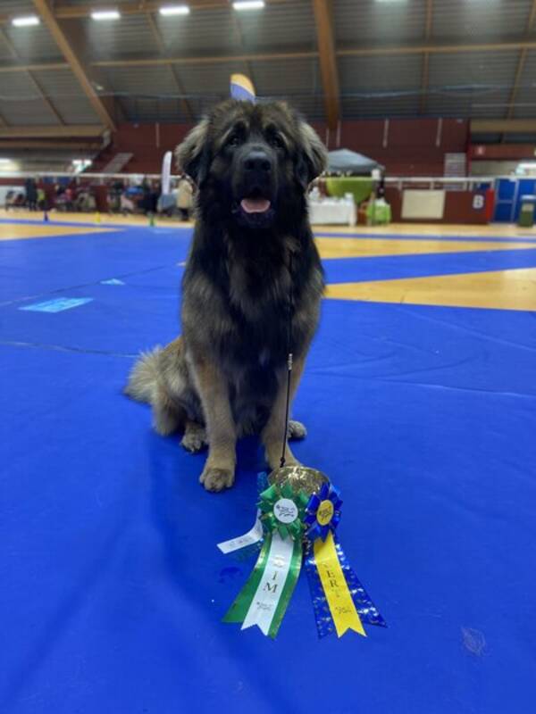 Hund - Max