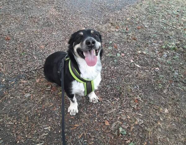 Hund - Hunden Happy
