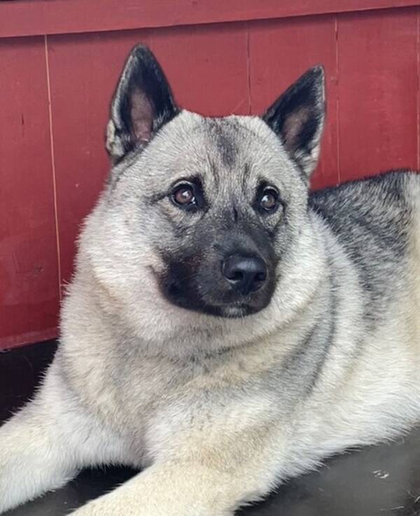 Hund - Norsk Elghund gr, Elliot