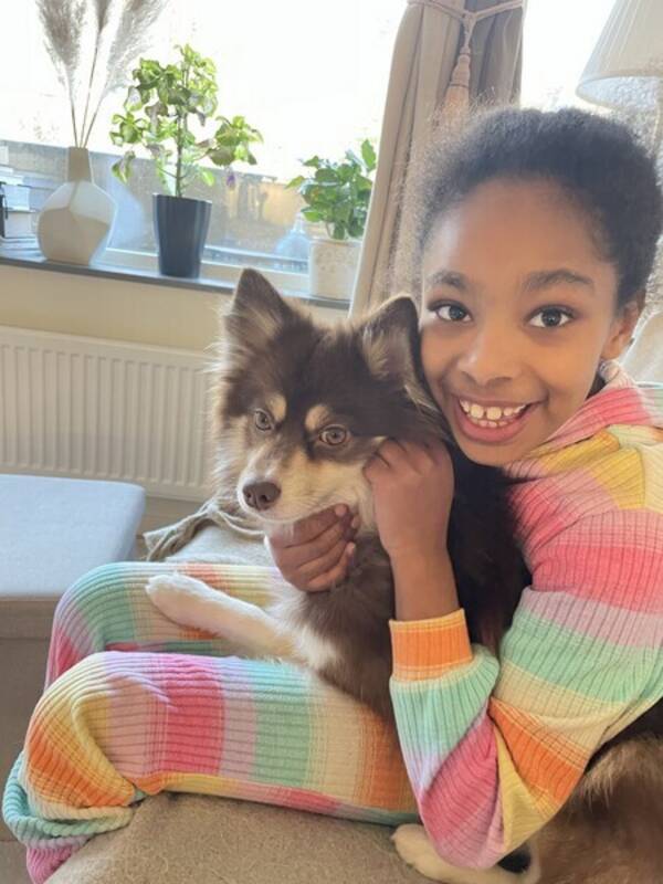 Hund - Pomerans/ husky  Hund - Pomerans/ husky