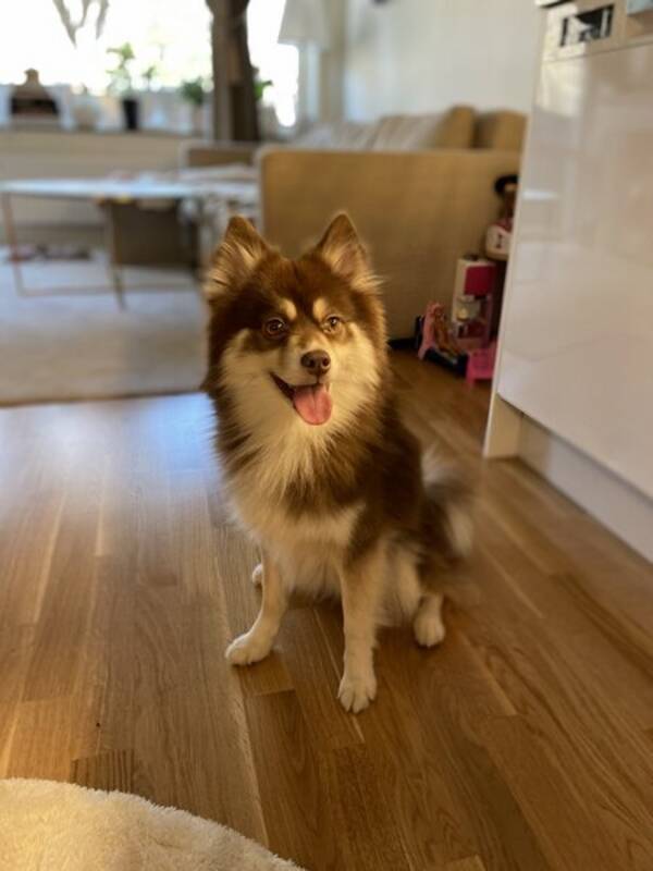 Hund - Pomerans/ husky  Hund - Pomerans/ husky