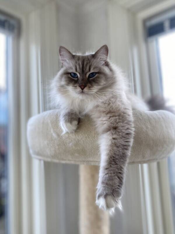 Katt - Iris