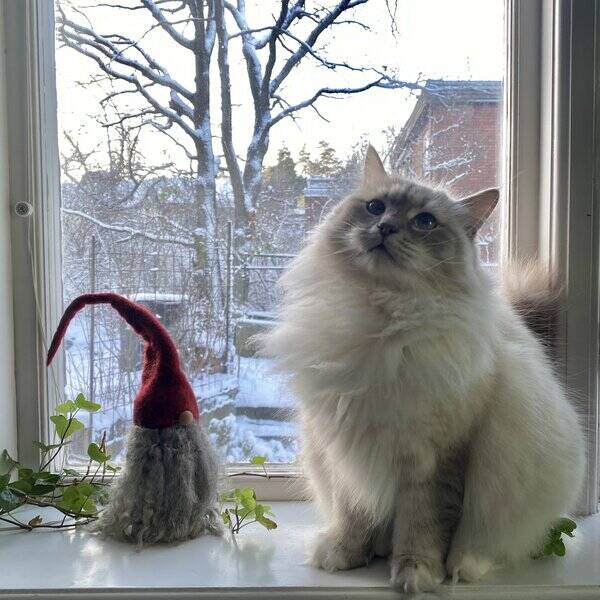 Katt - Iris